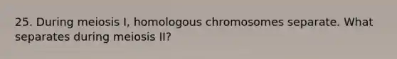 25. During meiosis I, homologous chromosomes separate. What separates during meiosis II?