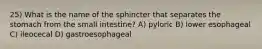 25) What is the name of the sphincter that separates the stomach from the small intestine? A) pyloric B) lower esophageal C) ileocecal D) gastroesophageal