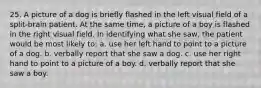 25. A picture of a dog is briefly flashed in the left visual field of a split-brain patient. At the same time, a picture of a boy is flashed in the right visual field. In identifying what she saw, the patient would be most likely to: a. use her left hand to point to a picture of a dog. b. verbally report that she saw a dog. c. use her right hand to point to a picture of a boy. d. verbally report that she saw a boy.