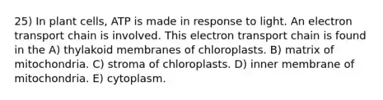 25) In plant cells, ATP is made in response to light. An electron transport chain is involved. This electron transport chain is found in the A) thylakoid membranes of chloroplasts. B) matrix of mitochondria. C) stroma of chloroplasts. D) inner membrane of mitochondria. E) cytoplasm.