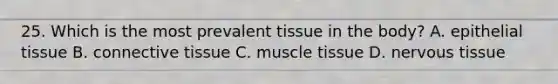 25. Which is the most prevalent tissue in the body? A. epithelial tissue B. connective tissue C. muscle tissue D. nervous tissue