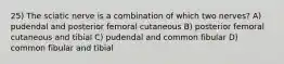 25) The sciatic nerve is a combination of which two nerves? A) pudendal and posterior femoral cutaneous B) posterior femoral cutaneous and tibial C) pudendal and common fibular D) common fibular and tibial