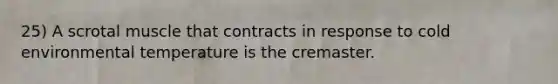 25) A scrotal muscle that contracts in response to cold environmental temperature is the cremaster.
