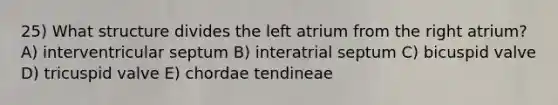 25) What structure divides the left atrium from the right atrium? A) interventricular septum B) interatrial septum C) bicuspid valve D) tricuspid valve E) chordae tendineae