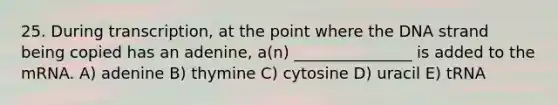 25. During transcription, at the point where the DNA strand being copied has an adenine, a(n) _______________ is added to the mRNA. A) adenine B) thymine C) cytosine D) uracil E) tRNA