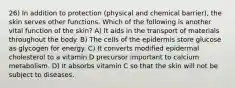 26) In addition to protection (physical and chemical barrier), the skin serves other functions. Which of the following is another vital function of the skin? A) It aids in the transport of materials throughout the body. B) The cells of the epidermis store glucose as glycogen for energy. C) It converts modified epidermal cholesterol to a vitamin D precursor important to calcium metabolism. D) It absorbs vitamin C so that the skin will not be subject to diseases.