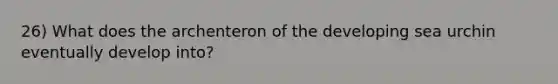 26) What does the archenteron of the developing sea urchin eventually develop into?