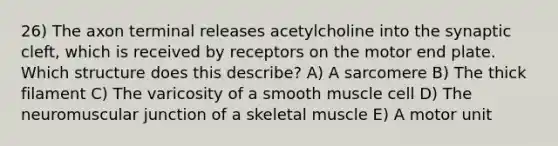 26) The axon terminal releases acetylcholine into the synaptic cleft, which is received by receptors on the motor end plate. Which structure does this describe? A) A sarcomere B) The thick filament C) The varicosity of a smooth muscle cell D) The neuromuscular junction of a skeletal muscle E) A motor unit