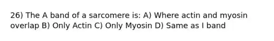 26) The A band of a sarcomere is: A) Where actin and myosin overlap B) Only Actin C) Only Myosin D) Same as I band