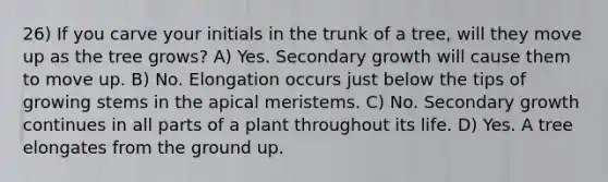 26) If you carve your initials in the trunk of a tree, will they move up as the tree grows? A) Yes. Secondary growth will cause them to move up. B) No. Elongation occurs just below the tips of growing stems in the apical meristems. C) No. Secondary growth continues in all parts of a plant throughout its life. D) Yes. A tree elongates from the ground up.