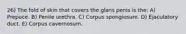 26) The fold of skin that covers the glans penis is the: A) Prepuce. B) Penile urethra. C) Corpus spongiosum. D) Ejaculatory duct. E) Corpus cavernosum.