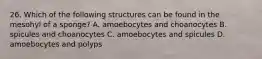 26. Which of the following structures can be found in the mesohyl of a sponge? A. amoebocytes and choanocytes B. spicules and choanocytes C. amoebocytes and spicules D. amoebocytes and polyps