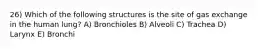 26) Which of the following structures is the site of gas exchange in the human lung? A) Bronchioles B) Alveoli C) Trachea D) Larynx E) Bronchi