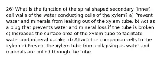 26) What is the function of the spiral shaped secondary (inner) cell walls of the water conducting cells of the xylem? a) Prevent water and minerals from leaking out of the xylem tube. b) Act as a plug that prevents water and mineral loss if the tube is broken c) Increases the surface area of the xylem tube to facilitate water and mineral uptake. d) Attach the companion cells to the xylem e) Prevent the xylem tube from collapsing as water and minerals are pulled through the tube.