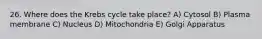 26. Where does the Krebs cycle take place? A) Cytosol B) Plasma membrane C) Nucleus D) Mitochondria E) Golgi Apparatus