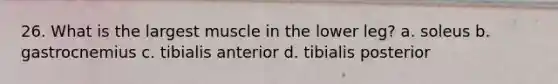 26. What is the largest muscle in the lower leg? a. soleus b. gastrocnemius c. tibialis anterior d. tibialis posterior