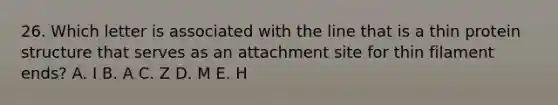 26. Which letter is associated with the line that is a thin protein structure that serves as an attachment site for thin filament ends? A. I B. A C. Z D. M E. H