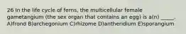 26 In the life cycle of ferns, the multicellular female gametangium (the sex organ that contains an egg) is a(n) _____. A)frond B)archegonium C)rhizome D)antheridium E)sporangium