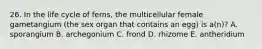 26. In the life cycle of ferns, the multicellular female gametangium (the sex organ that contains an egg) is a(n)? A. sporangium B. archegonium C. frond D. rhizome E. antheridium