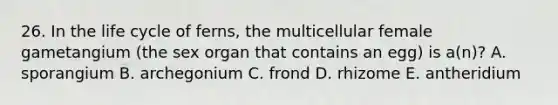 26. In the life cycle of ferns, the multicellular female gametangium (the sex organ that contains an egg) is a(n)? A. sporangium B. archegonium C. frond D. rhizome E. antheridium