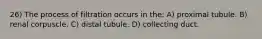 26) The process of filtration occurs in the: A) proximal tubule. B) renal corpuscle. C) distal tubule. D) collecting duct.