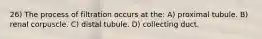 26) The process of filtration occurs at the: A) proximal tubule. B) renal corpuscle. C) distal tubule. D) collecting duct.