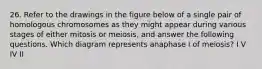 26. Refer to the drawings in the figure below of a single pair of homologous chromosomes as they might appear during various stages of either mitosis or meiosis, and answer the following questions. Which diagram represents anaphase I of meiosis? I V IV II