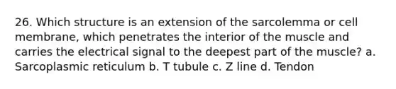 26. Which structure is an extension of the sarcolemma or cell membrane, which penetrates the interior of the muscle and carries the electrical signal to the deepest part of the muscle? a. Sarcoplasmic reticulum b. T tubule c. Z line d. Tendon