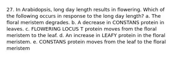 27. In Arabidopsis, long day length results in flowering. Which of the following occurs in response to the long day length? a. The floral meristem degrades. b. A decrease in CONSTANS protein in leaves. c. FLOWERING LOCUS T protein moves from the floral meristem to the leaf. d. An increase in LEAFY protein in the floral meristem. e. CONSTANS protein moves from the leaf to the floral meristem