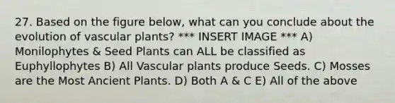 27. Based on the figure below, what can you conclude about the evolution of vascular plants? *** INSERT IMAGE *** A) Monilophytes & Seed Plants can ALL be classified as Euphyllophytes B) All Vascular plants produce Seeds. C) Mosses are the Most Ancient Plants. D) Both A & C E) All of the above