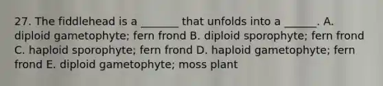 27. The fiddlehead is a _______ that unfolds into a ______. A. diploid gametophyte; fern frond B. diploid sporophyte; fern frond C. haploid sporophyte; fern frond D. haploid gametophyte; fern frond E. diploid gametophyte; moss plant