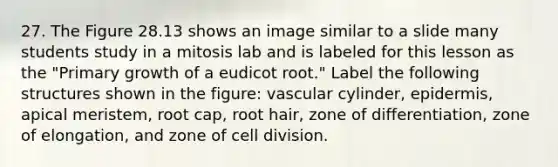 27. The Figure 28.13 shows an image similar to a slide many students study in a mitosis lab and is labeled for this lesson as the "Primary growth of a eudicot root." Label the following structures shown in the figure: vascular cylinder, epidermis, apical meristem, root cap, root hair, zone of differentiation, zone of elongation, and zone of cell division.