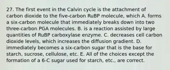 27. The first event in the Calvin cycle is the attachment of carbon dioxide to the five-carbon RuBP molecule, which A. forms a six-carbon molecule that immediately breaks down into two three-carbon PGA molecules. B. is a reaction assisted by large quantities of RuBP carboxylase enzyme. C. decreases cell carbon dioxide levels, which increases the diffusion gradient. D. immediately becomes a six-carbon sugar that is the base for starch, sucrose, cellulose, etc. E. All of the choices except the formation of a 6-C sugar used for starch, etc., are correct.