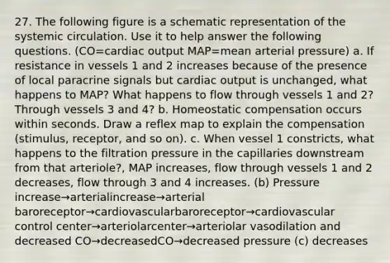 27. The following figure is a schematic representation of the systemic circulation. Use it to help answer the following questions. (CO=cardiac output MAP=mean arterial pressure) a. If resistance in vessels 1 and 2 increases because of the presence of local paracrine signals but cardiac output is unchanged, what happens to MAP? What happens to flow through vessels 1 and 2? Through vessels 3 and 4? b. Homeostatic compensation occurs within seconds. Draw a reflex map to explain the compensation (stimulus, receptor, and so on). c. When vessel 1 constricts, what happens to the filtration pressure in the capillaries downstream from that arteriole?, MAP increases, flow through vessels 1 and 2 decreases, flow through 3 and 4 increases. (b) Pressure increase→arterialincrease→arterial baroreceptor→cardiovascularbaroreceptor→cardiovascular control center→arteriolarcenter→arteriolar vasodilation and decreased CO→decreasedCO→decreased pressure (c) decreases