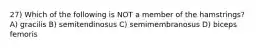 27) Which of the following is NOT a member of the hamstrings? A) gracilis B) semitendinosus C) semimembranosus D) biceps femoris