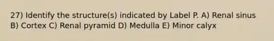 27) Identify the structure(s) indicated by Label P. A) Renal sinus B) Cortex C) Renal pyramid D) Medulla E) Minor calyx