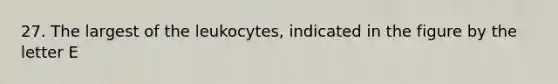 27. The largest of the leukocytes, indicated in the figure by the letter E