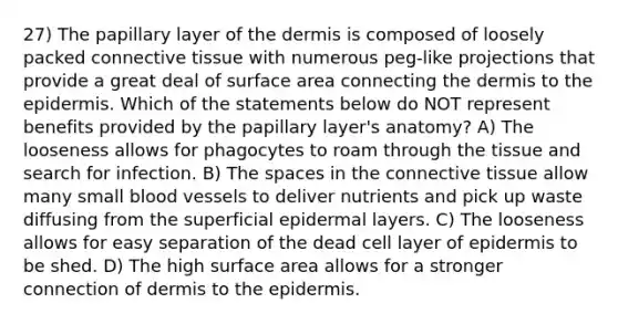 27) The papillary layer of the dermis is composed of loosely packed connective tissue with numerous peg-like projections that provide a great deal of surface area connecting the dermis to the epidermis. Which of the statements below do NOT represent benefits provided by the papillary layer's anatomy? A) The looseness allows for phagocytes to roam through the tissue and search for infection. B) The spaces in the connective tissue allow many small blood vessels to deliver nutrients and pick up waste diffusing from the superficial epidermal layers. C) The looseness allows for easy separation of the dead cell layer of epidermis to be shed. D) The high surface area allows for a stronger connection of dermis to the epidermis.