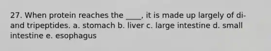 27. When protein reaches the ____, it is made up largely of di- and tripeptides. a. stomach b. liver c. large intestine d. small intestine e. esophagus