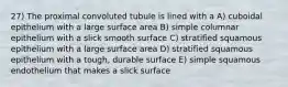 27) The proximal convoluted tubule is lined with a A) cuboidal epithelium with a large surface area B) simple columnar epithelium with a slick smooth surface C) stratified squamous epithelium with a large surface area D) stratified squamous epithelium with a tough, durable surface E) simple squamous endothelium that makes a slick surface