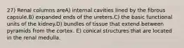 27) Renal columns areA) internal cavities lined by the fibrous capsule.B) expanded ends of the ureters.C) the basic functional units of the kidney.D) bundles of tissue that extend between pyramids from the cortex. E) conical structures that are located in the renal medulla.