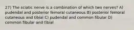 27) The sciatic nerve is a combination of which two nerves? A) pudendal and posterior femoral cutaneous B) posterior femoral cutaneous and tibial C) pudendal and common fibular D) common fibular and tibial