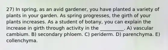 27) In spring, as an avid gardener, you have planted a variety of plants in your garden. As spring progresses, the girth of your plants increases. As a student of botany, you can explain the increase in girth through activity in the __________. A) vascular cambium. B) secondary phloem. C) periderm. D) parenchyma. E) collenchyma.