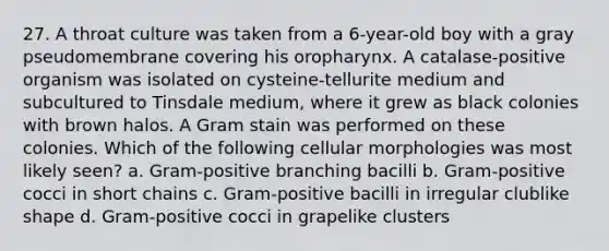 27. A throat culture was taken from a 6-year-old boy with a gray pseudomembrane covering his oropharynx. A catalase-positive organism was isolated on cysteine-tellurite medium and subcultured to Tinsdale medium, where it grew as black colonies with brown halos. A Gram stain was performed on these colonies. Which of the following cellular morphologies was most likely seen? a. Gram-positive branching bacilli b. Gram-positive cocci in short chains c. Gram-positive bacilli in irregular clublike shape d. Gram-positive cocci in grapelike clusters