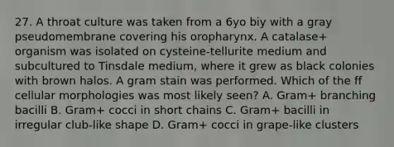 27. A throat culture was taken from a 6yo biy with a gray pseudomembrane covering his oropharynx. A catalase+ organism was isolated on cysteine-tellurite medium and subcultured to Tinsdale medium, where it grew as black colonies with brown halos. A gram stain was performed. Which of the ff cellular morphologies was most likely seen? A. Gram+ branching bacilli B. Gram+ cocci in short chains C. Gram+ bacilli in irregular club-like shape D. Gram+ cocci in grape-like clusters