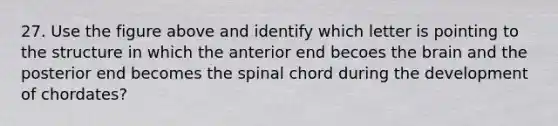 27. Use the figure above and identify which letter is pointing to the structure in which the anterior end becoes the brain and the posterior end becomes the spinal chord during the development of chordates?