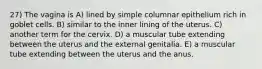 27) The vagina is A) lined by simple columnar epithelium rich in goblet cells. B) similar to the inner lining of the uterus. C) another term for the cervix. D) a muscular tube extending between the uterus and the external genitalia. E) a muscular tube extending between the uterus and the anus.