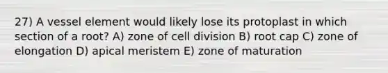 27) A vessel element would likely lose its protoplast in which section of a root? A) zone of cell division B) root cap C) zone of elongation D) apical meristem E) zone of maturation