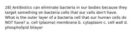 28) Antibiotics can eliminate bacteria in our bodies because they target something on bacteria cells that our cells don't have. What is the outer layer of a bacteria cell that our human cells do NOT have? a. cell (plasma) membrane b. cytoplasm c. cell wall d. phospholipid bilayer