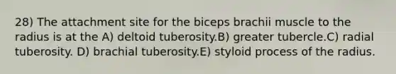 28) The attachment site for the biceps brachii muscle to the radius is at the A) deltoid tuberosity.B) greater tubercle.C) radial tuberosity. D) brachial tuberosity.E) styloid process of the radius.